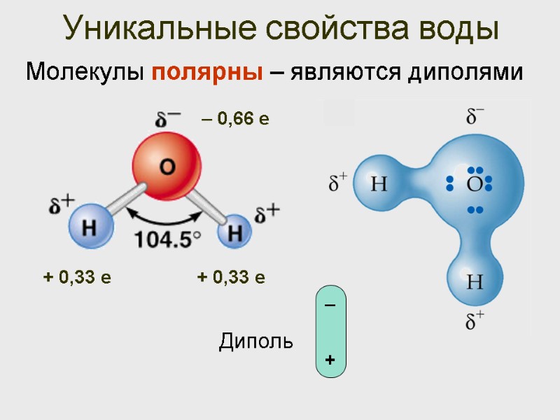 Уникальные свойства воды Молекулы полярны – являются диполями